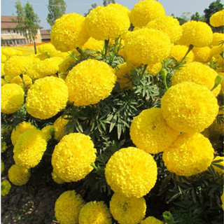 Hạt giống hoa vạn thọ lùn f1 vàng chanh ( gói 0.01gr)