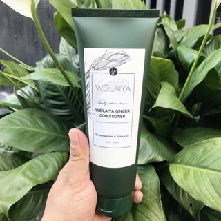 Dầu xả gừng trắng thảo dược Weilaiya Ginger Shampoo ngăn rụng và kích thích mọc tóc  250m