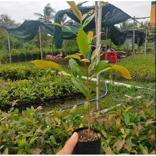 100 cây mai con quấn rễ ( cao 20 - 30cm )