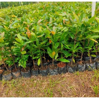 combo 50 Cây mai vàng con ( cao 25 - 40cm)