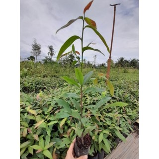 10 Chậu cây mai vàng con ( Cao 40 - 70cm )