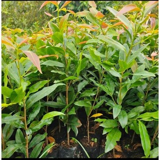 100 chậu cây mai vàng con ươm từ hạt ( cao 50 - 70cm )