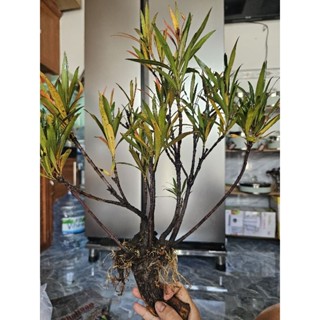  Mị nương thủy sinh dành cho hồ cá tép cảnh bán cạn thuần nước ngọt 