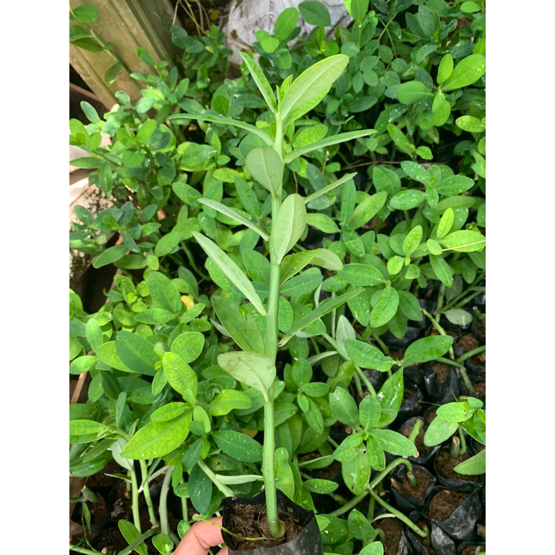 Chậu nhựa mềm*1 cay thạch anh dài 30cm