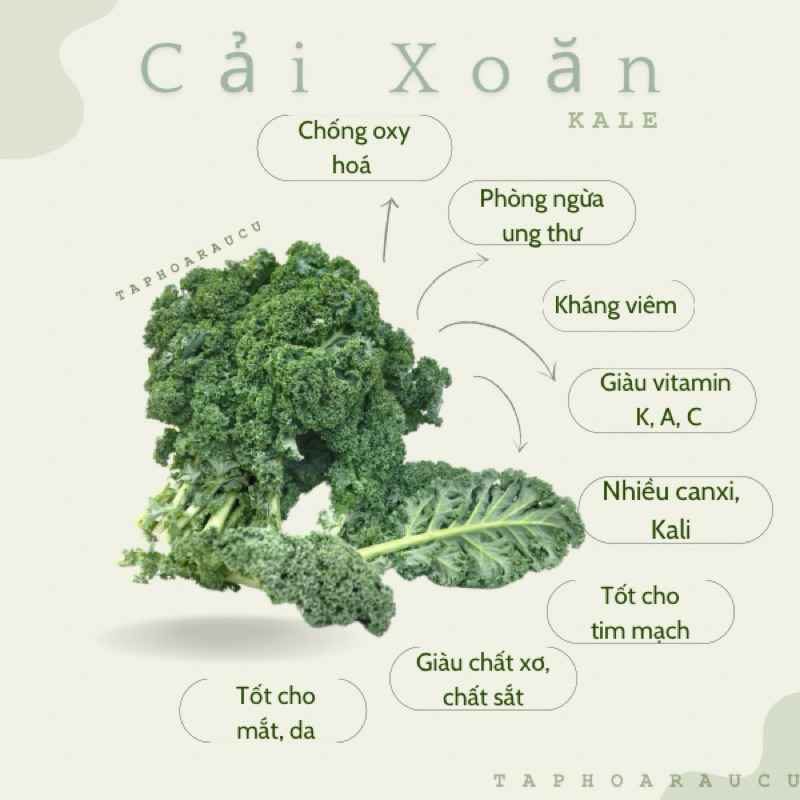 [Hỏa tốc] Cải Kale ( Cải Xoăn ) / Cải Kale baby