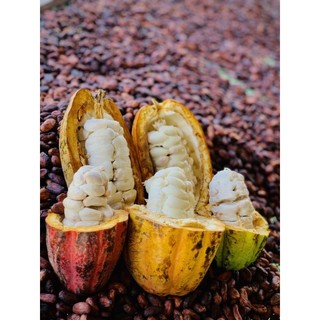 Bột Cacao Mekong Trà Vinh Túi 100gr