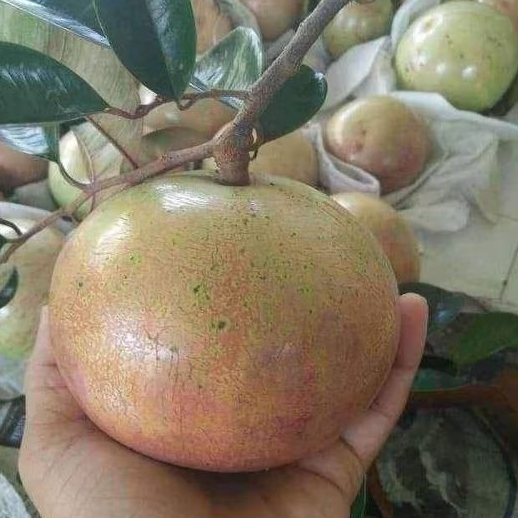 vũ sữa bơ hồng