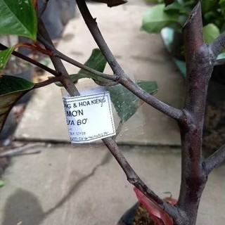 vũ sữa bơ hồng