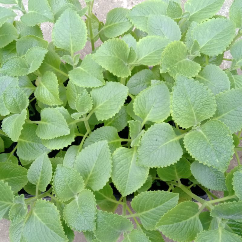 [CHỈ GIAO MIỀN BẮC] Cây húng chanh