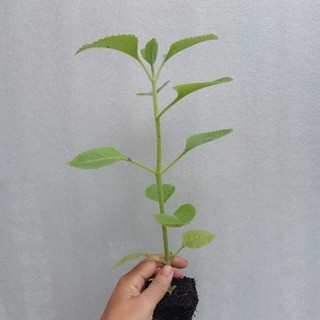 [CHỈ GIAO MIỀN BẮC] Cây húng chanh