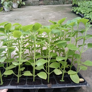 [CHỈ GIAO MIỀN BẮC] Cây húng chanh