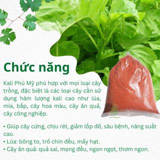 Phân Bón Kali Đỏ Nguyên Chất , Tăng Size Trái, Nuôi Củ, Nuôi Hạt, Cứng CâyTăng Sắc Màu Cho Hoa - Túi 500G