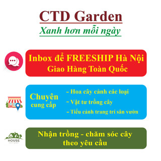 Cây ĐUÔI CHỒN 20-30cm, lá xanh khỏe tán dày, cây dễ chăm sóc phát triển nhanh