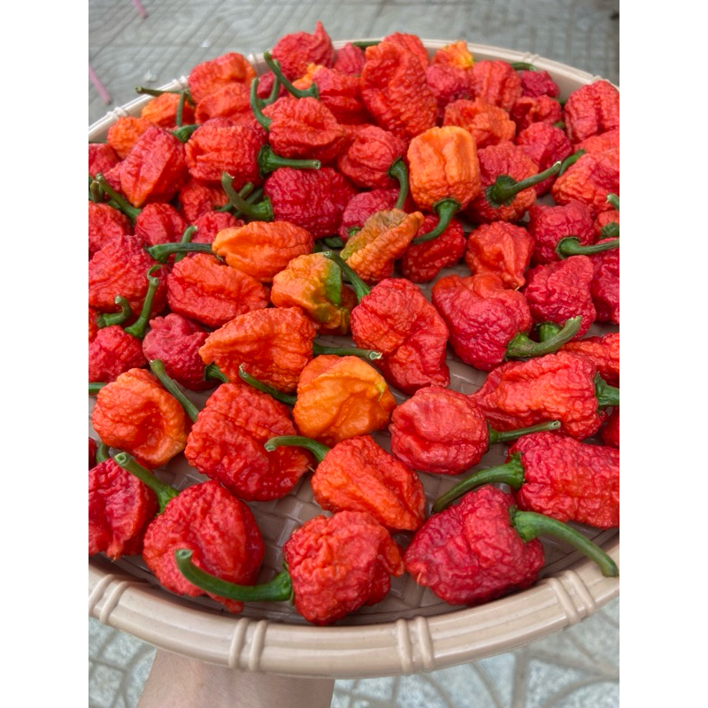 Cây giống ớt carolina reaper