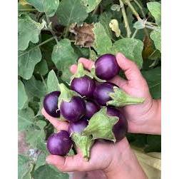 Hạt giống Cà bát tím TN 97A - 1gram