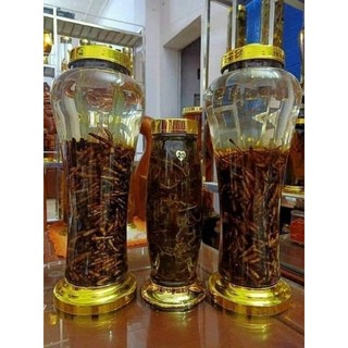 sâm cau đen ( tiên mao )