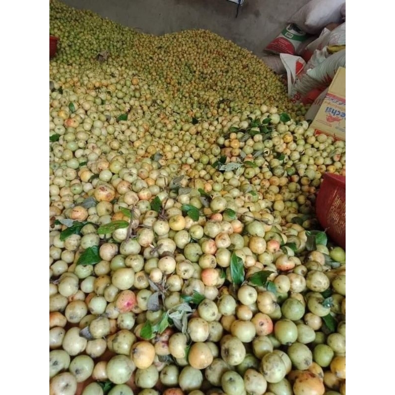 táo mèo tươi 1kg