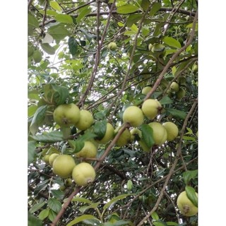táo mèo tươi 1kg