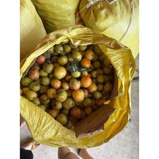 táo mèo tươi 1kg