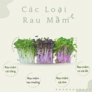 Các loại rau mầm - 200g/ hộp ( Giao hoả tốc )