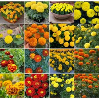Hạt giống Hoa Cúc Vạn Thọ Mix Màu - 50 Hạt, Tỷ Lệ Nảy Mầm Cao, Trồng Được Quanh Năm - hatgiongcaytronggiasi