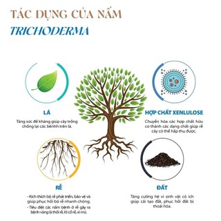 [ Tốt ] Nấm đối kháng Trichoderma - men vi sinh trichoderma chuyên dùng ủ phân chuồng và xử lý đất trồng cây -Vegetashop