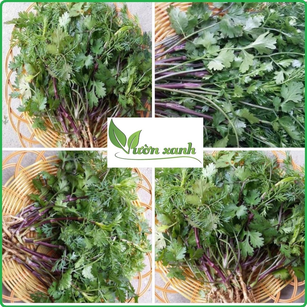 Hạt giống mùi tía (ngò tía) 50gr, hạt giống rau gai vị cần thiết cho mỗi bữa ăn người Việt