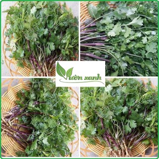 Hạt giống mùi tía 50gr, hạt giống rau gai vị cần thiết cho mỗi bữa ăn người Việt