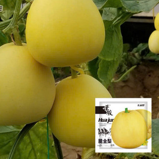  Hạt Giống Dưa Lê Vỏ Vàng Siêu Ngọt - Nguyên gói 100 hạt - GM 90% 