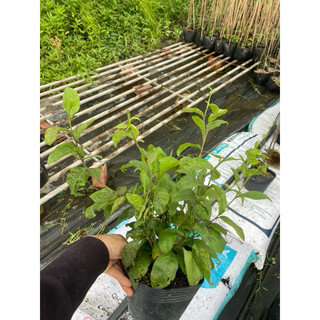 hoa xích xà,thanh xà va bạch xà(chỉ ship miền nam)