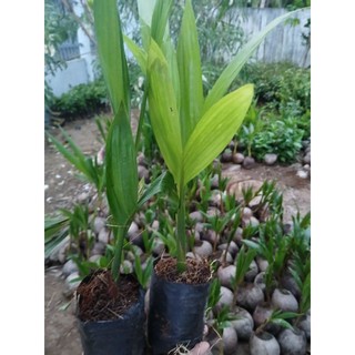 Cau lùn tứ quý(cau tứ thời)