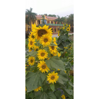 HƯỚNG DƯƠNG THÁP