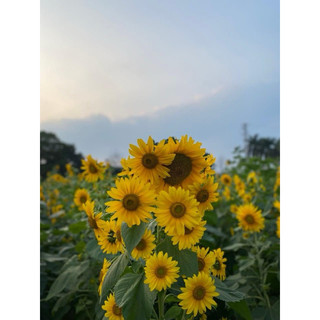 HƯỚNG DƯƠNG THÁP