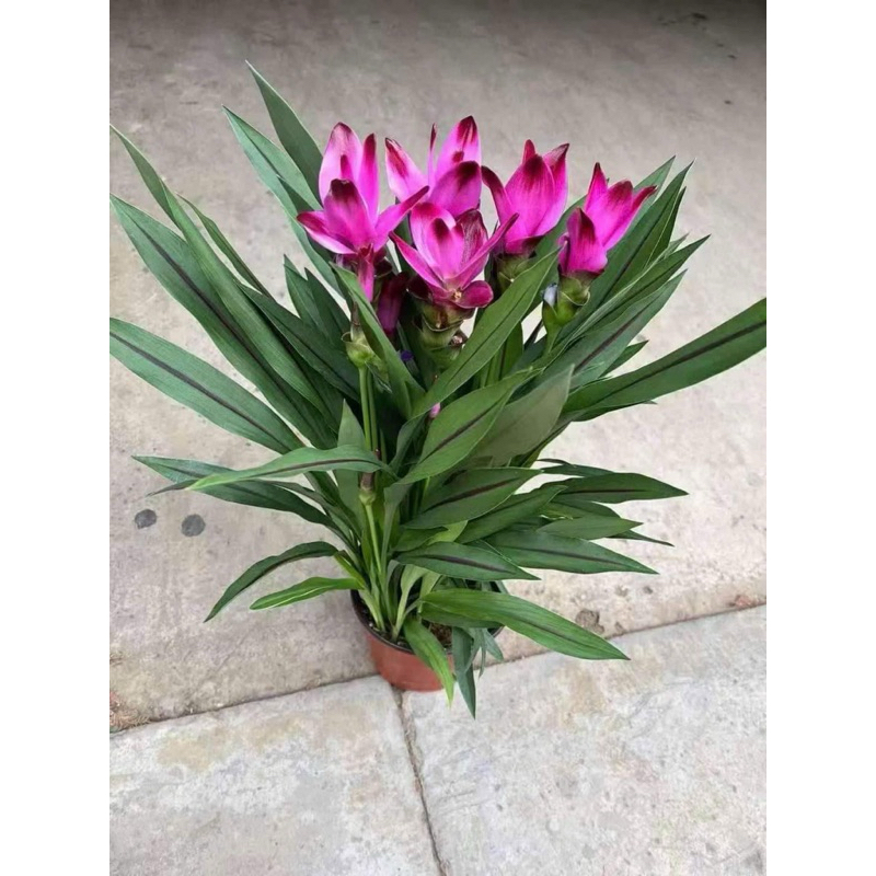 Chùm củ hoa nghệ Thái - tulip Thái