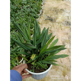 Chùm củ hoa nghệ Thái - tulip Thái
