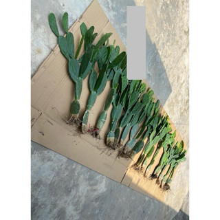 Xương Rồng Tai Thỏ ( không gai ) có nhiều kích thước