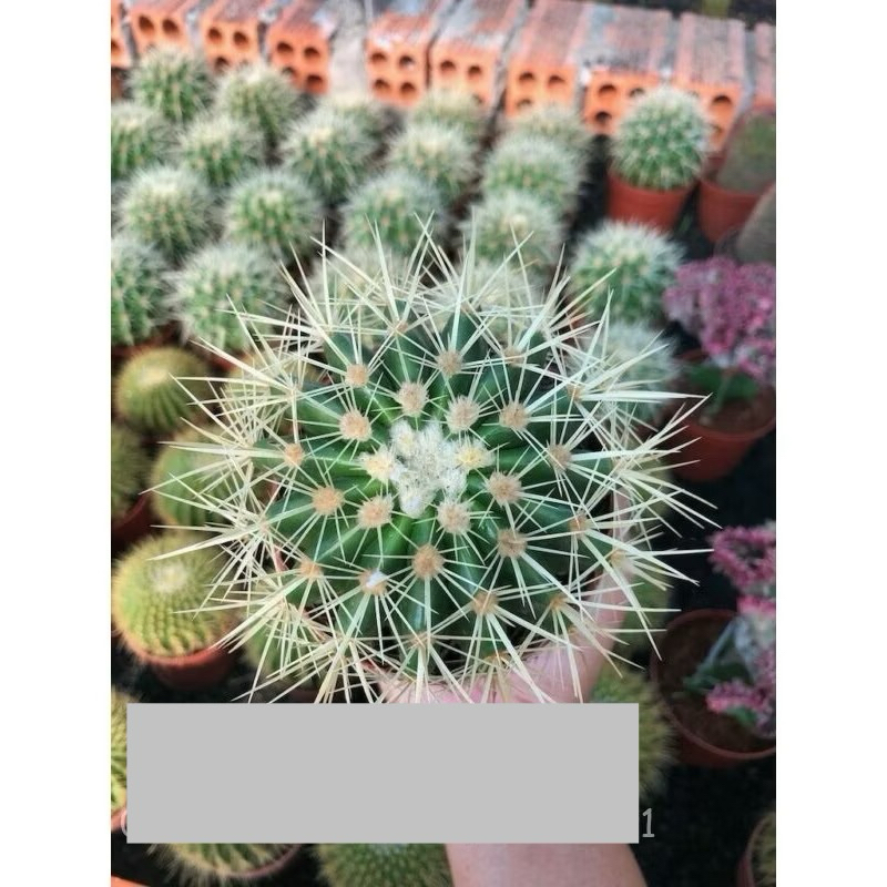 Xương Rồng Kim Hổ