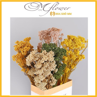  Hoa khô đẹp hoa gạo Ozothamnus  hương thảo vĩnh cửu cát tiên sa  dùng trang trí resin handmade 