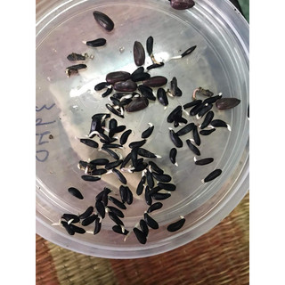 HƯỚNG DƯƠNG LÙN NHIỀU HOA