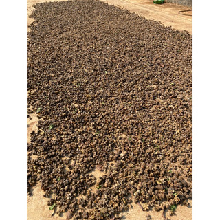 Hạt sachi rang muối hoặc sấy chín ăn liền 500g