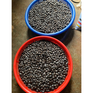 Hạt sachi rang muối hoặc sấy chín ăn liền 1 kg