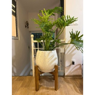 Kệ gỗ để chậu cây to, đôn kê chậu cây loại to, kệ gỗ để chậu cây 36cm  40cm