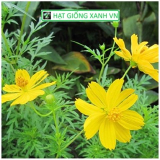  Seeds  Hạt giống hoa sao nhái vàng RD 920 đóng gói 0,1gr-0.5gr 