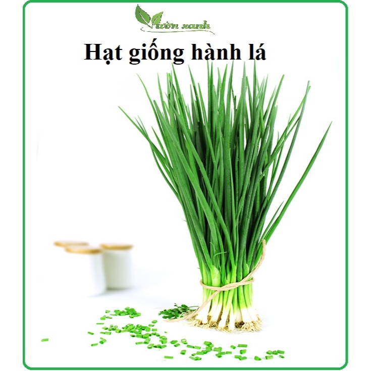 Hạt giống hành lá 1gr/ gói dễ trồng (nên trồng với đất Tribat)