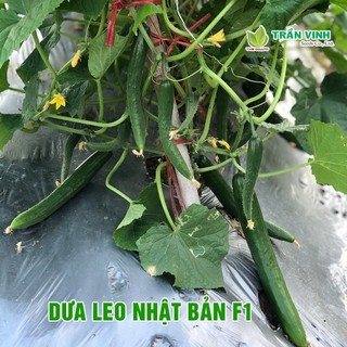 Hạt giống Dưa Leo Nhật Bản TV-830 - 10Gr, Giống F1 sai trái