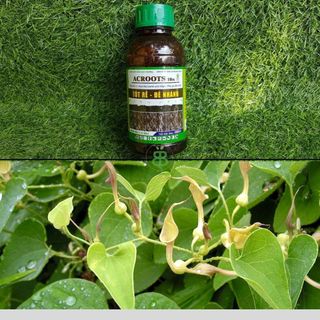 Phân Bón Hữu Cơ , NAA Siêu Ra Rễ, Đẻ Nhánh, Mập Mầm, Xanh Cây Lá ACROOTS 10SL - Chai 480ML
