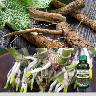 Phân Bón Hữu Cơ , NAA Siêu Ra Rễ, Đẻ Nhánh, Mập Mầm, Xanh Cây Lá ACROOTS 10SL - Chai 480ML