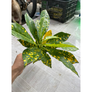 Cây vàng bạc, lá vàng