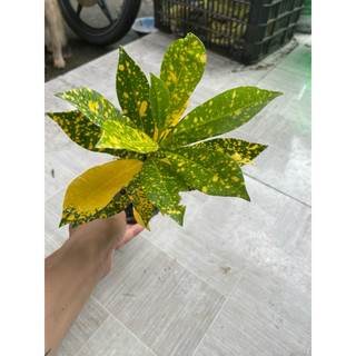 Cây vàng bạc, lá vàng
