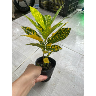 Cây vàng bạc, lá vàng